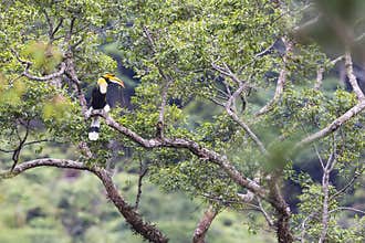 Great Hornbill.