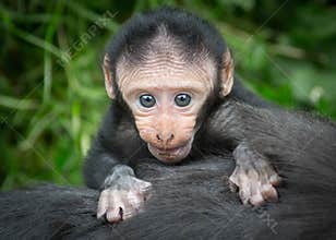 Baby monkey