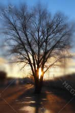 The tree in the market square on the background of the rising sun.