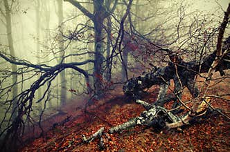 Autumn landscape and fog. Colored mystic forest. Autumn background