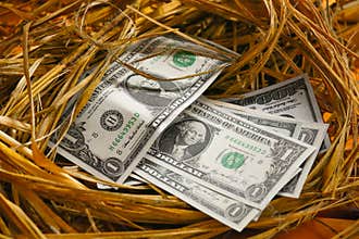 Dollar Banknote in nest eggs, Growing of business and genesis Business, New business starting by banknotes, Business concept