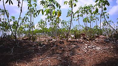 Dolly slider nature cassava farm in Thailand