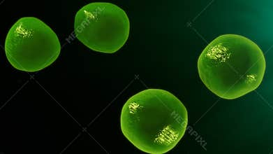 T Cells