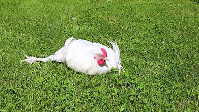 Video injured sick broiler chicken on a lawn