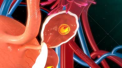 Development of egg in ovary