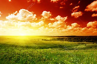 Summer landscape