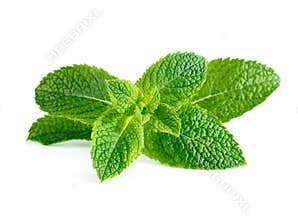Mint leaves isolated on white