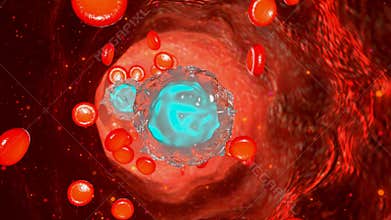 Blood Flow in Human Body