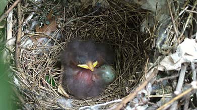Double bird babies live in a nest