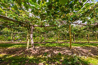 Kiwi fruit orchard North Island New Zealand