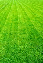 Field of green grass in the summer,