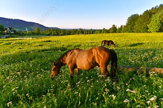 Horses in pasture at sunset