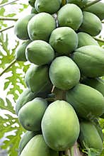 Orchard Papayas