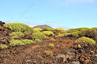 Modest generic vegetation on spanish volcanic island Lanzarote