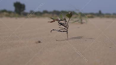 Plant in desert