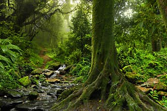 Tropical jungle with river