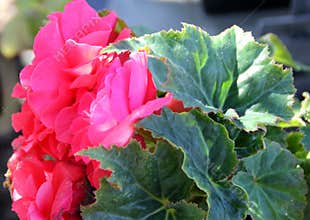 Begonia tuberhybrida 'New Star Red'