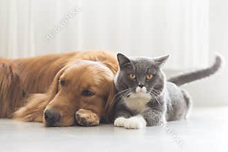 Dogs and cats snuggle together