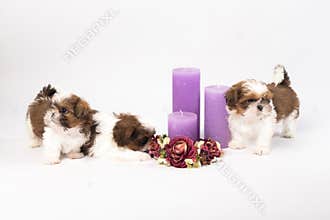 Two cute shih-tzu puppies with holliday candles