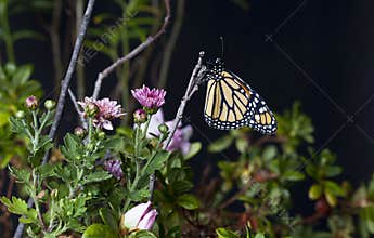 Monarch Butterfly (Danaus plexippus) in Garden 2