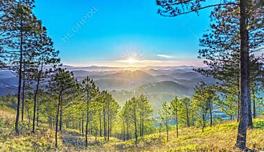 Pine forest path to sun rays