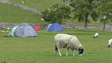Sheep grazing grass in camp site