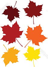 Fall colored leaves