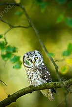 Small bird Boreal owl, Aegolius funereus, sitting on branch with clear green forest background, animal in the nature habitat, Russ