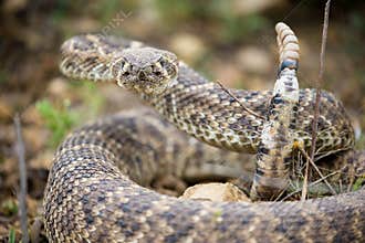 Frontal portrait of diamondback rattlesnake at alert