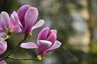 Magnolia blossom
