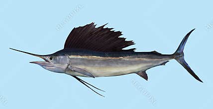 Atlantic sailfish fishing portrait