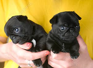 Two cute pug puppies