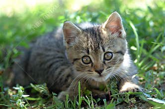 Alert kitten