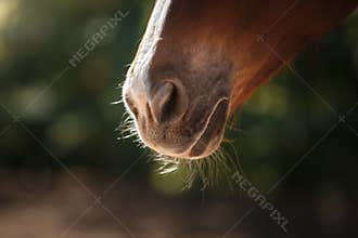 Horse on nature. Portrait of a horse, brown horse
