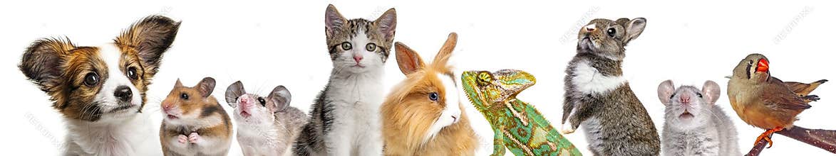 Cute animals