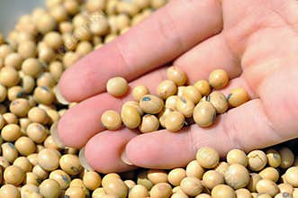 Soy beans II