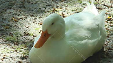 White duck sitting on the ground