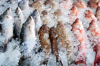 Frozen fish