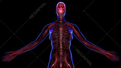 Female Nervous system