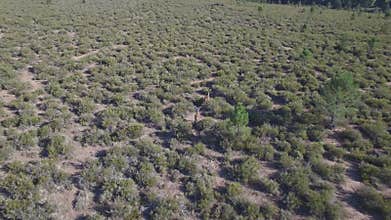 Male deers running in the smoothness, aerial view