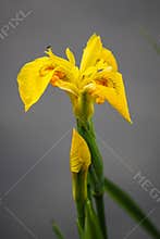 Yellow iris flower
