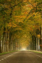 Misty autumn road