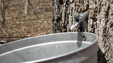 Maple Sap Dripping