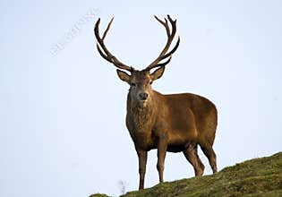 Red Deer Stag