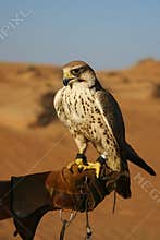 Desert falconry