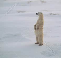 Polar bear