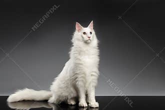 White Maine Coon Cat with different eyes Sitting, Black Background
