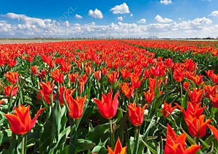 Tulips. Beautiful colorful red flowers in the morning in spring , vibrant floral background, flower fields in Netherlands.