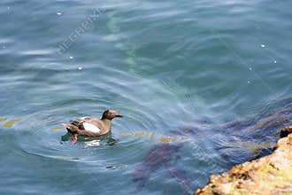 Black Guillemot, Cepphus grylle on water