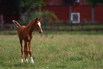 Foal